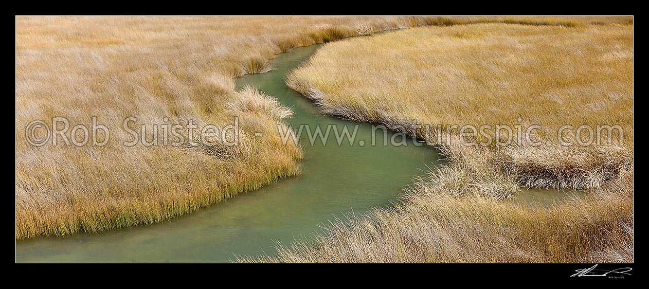 Image of Sedges and rushes, jointed wire rush, Oioi, (Leptocarpus (Apodasmia) similis), growing in coastal salt marshlands and tidal estuary. Panorama, Marlborough District, Marlborough Region, New Zealand (NZ) stock photo image