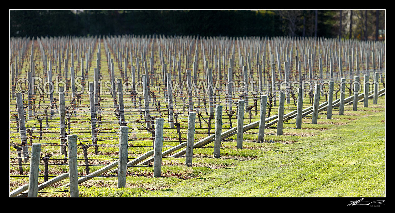 Image of Rows of production grape vines in vineyard during winter. Panorama, Blenheim, Marlborough District, Marlborough Region, New Zealand (NZ) stock photo image