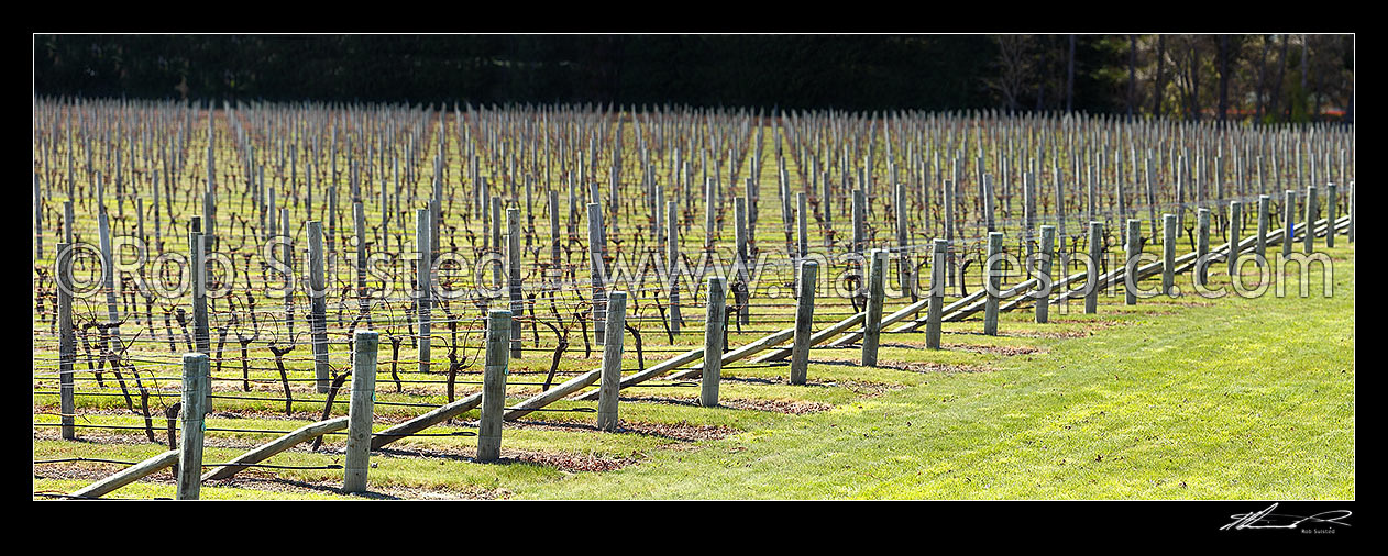 Image of Rows of production grape vines in vineyard during winter. Panorama, Blenheim, Marlborough District, Marlborough Region, New Zealand (NZ) stock photo image