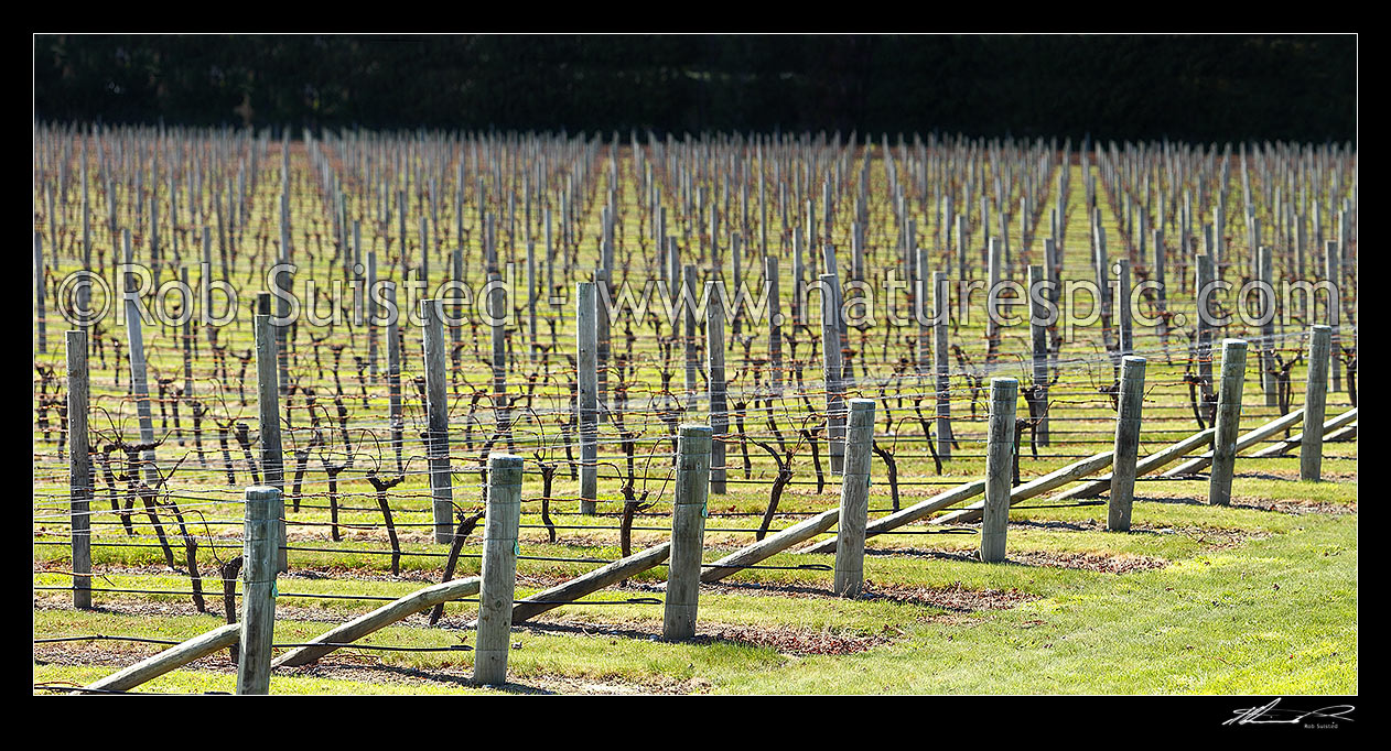 Image of Rows of production grape vines in vineyard during winter. Panorama, Blenheim, Marlborough District, Marlborough Region, New Zealand (NZ) stock photo image