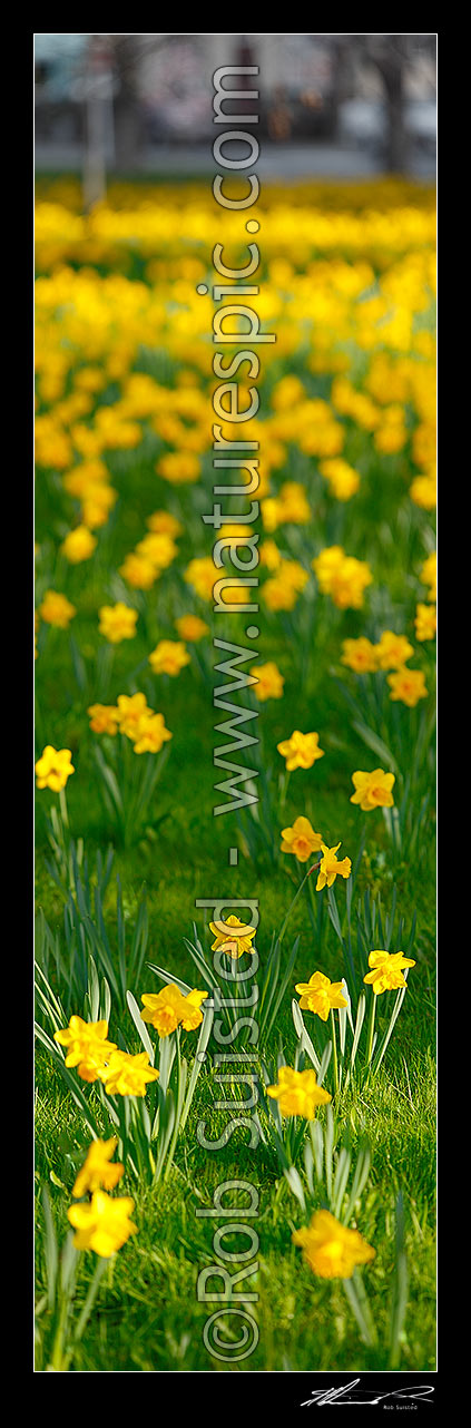 Image of Daffodils flowering enmass in spring. Large vertical panorama file, New Zealand (NZ) stock photo image