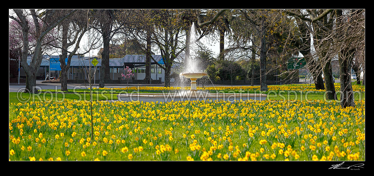 Image of Daffodils flowering by water fountain in Rutherford Park on Haven Road. Panorama, Nelson, Nelson City District, Nelson Region, New Zealand (NZ) stock photo image