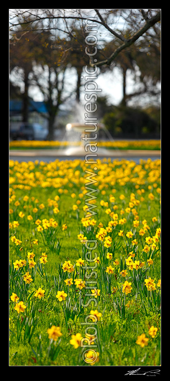 Image of Daffodils flowering by water fountain in Rutherford Park on Haven Road. Vertical panorama, Nelson, Nelson City District, Nelson Region, New Zealand (NZ) stock photo image