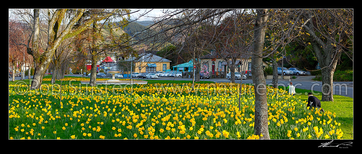 Image of Daffodils flowering by water fountain in Rutherford Park on Haven Road. Panorama with people taking photographs of the blooms, Nelson, Nelson City District, Nelson Region, New Zealand (NZ) stock photo image