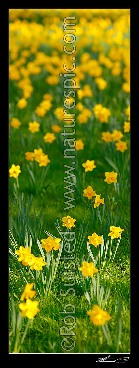 Image of Daffodils flowering. Large vertical panorama file, New Zealand (NZ) stock photo image