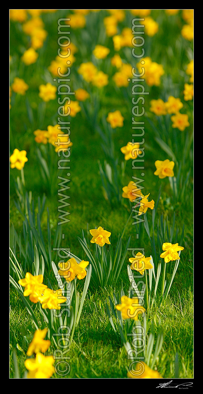 Image of Daffodils flowering in spring. Vertical panorama, New Zealand (NZ) stock photo image