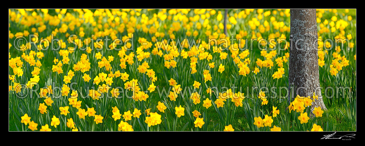 Image of Daffodils flowering in spring. Vertical panorama, New Zealand (NZ) stock photo image