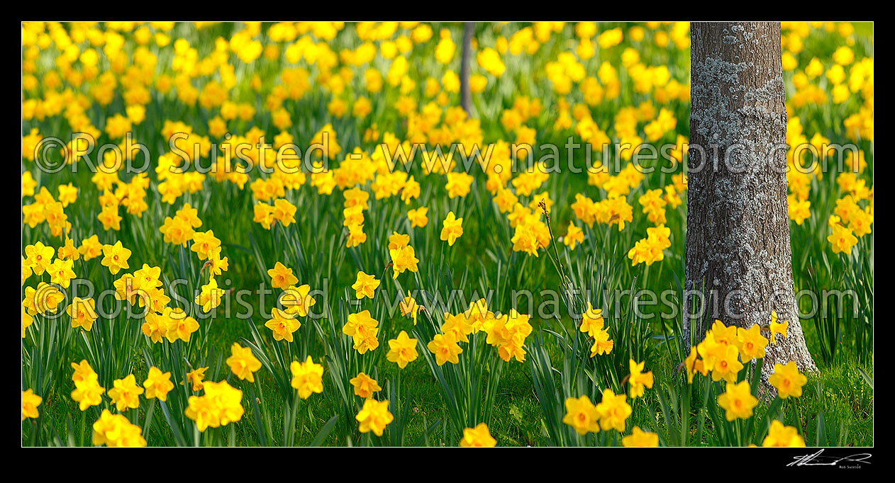 Image of Daffodils flowering enmass in spring. Panorama, New Zealand (NZ) stock photo image