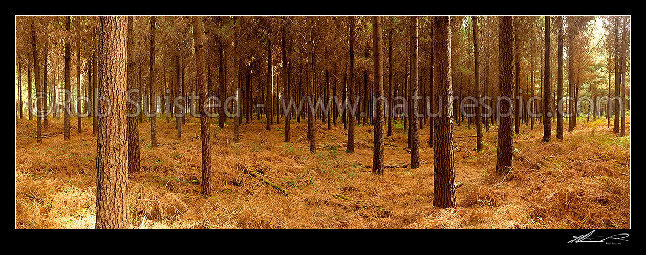 Image of Pine trees (Pinus radiata) in plantation timber forest. Interior panorama inside the forest, Tasman District, Tasman Region, New Zealand (NZ) stock photo image