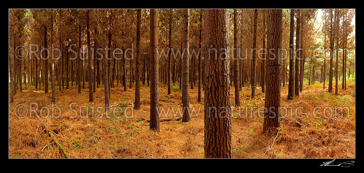 Image of Pine trees (Pinus radiata) in plantation timber forest. Interior panorama inside the forest, Tasman District, Tasman Region, New Zealand (NZ) stock photo image