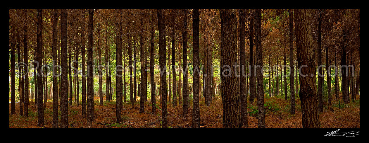 Image of Pine trees (Pinus radiata) in plantation timber forest. Interior panorama inside the forest, Tasman District, Tasman Region, New Zealand (NZ) stock photo image