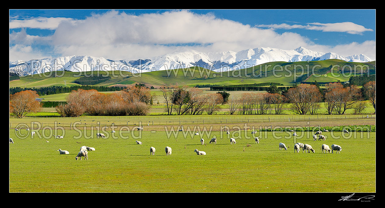 Image of Farmland with sheep and new spring lambs grazing on lush spring pasture with snow clad Puketeraki Ranges beyond Waikari, Waikari, Hurunui District, Canterbury Region, New Zealand (NZ) stock photo image