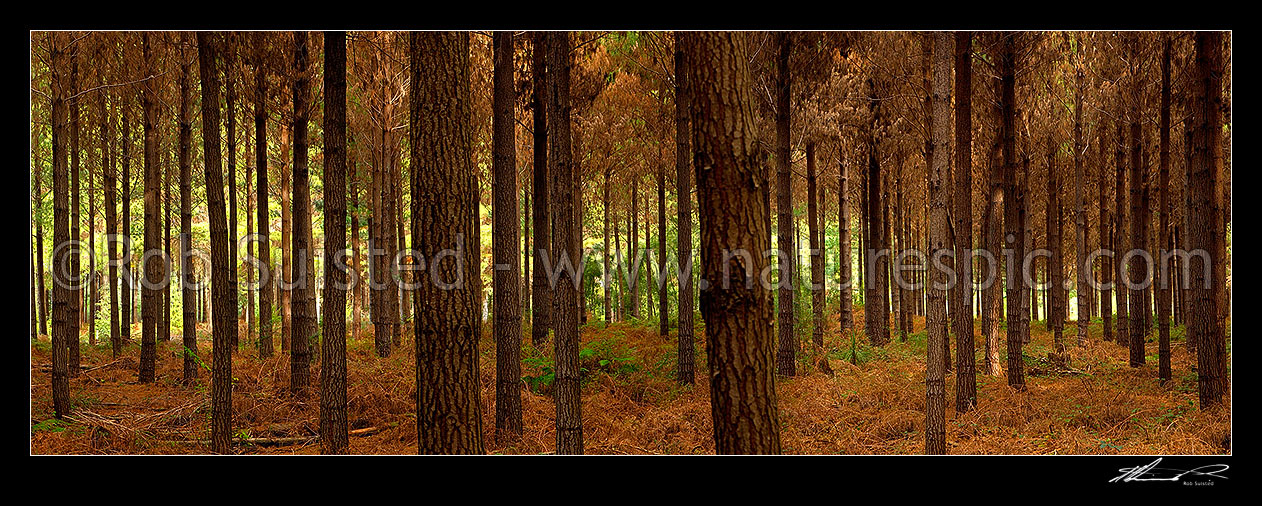 Image of Pine trees (Pinus radiata) in plantation timber forest. Interior panorama inside the forest, Tasman District, Tasman Region, New Zealand (NZ) stock photo image