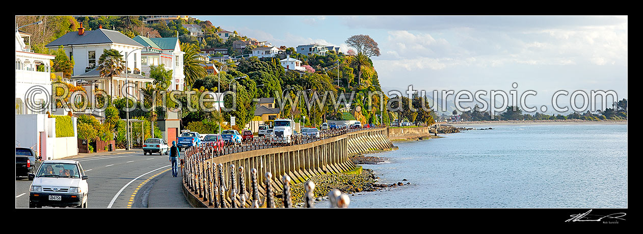 Image of Traffic, dog walker and homes on Wakefield Quay and Nelson waterfront. Panorama, Nelson, Nelson City District, Nelson Region, New Zealand (NZ) stock photo image