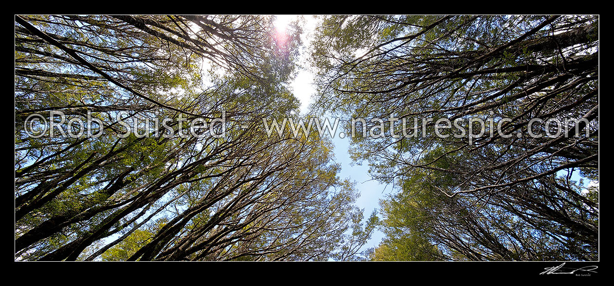 Image of Mountain beech forest canopy (Fuscospora cliffortioides, Syn Nothofagus solandri var. cliffortioides). Panorama, Tongariro National Park, Taupo District, Waikato Region, New Zealand (NZ) stock photo image