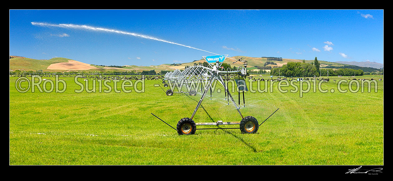 Image of Pivot irrigator watering dairy pasture on the Amuri Plain, with dairy cows grazing behind. Panorama, Culverden, Hurunui District, Canterbury Region, New Zealand (NZ) stock photo image