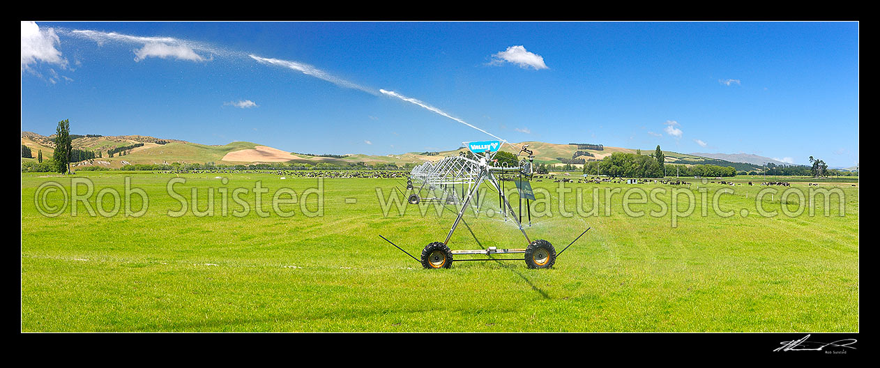 Image of Pivot irrigator watering dairy pasture on the Amuri Plain, with dairy cows grazing behind. Panorama, Culverden, Hurunui District, Canterbury Region, New Zealand (NZ) stock photo image