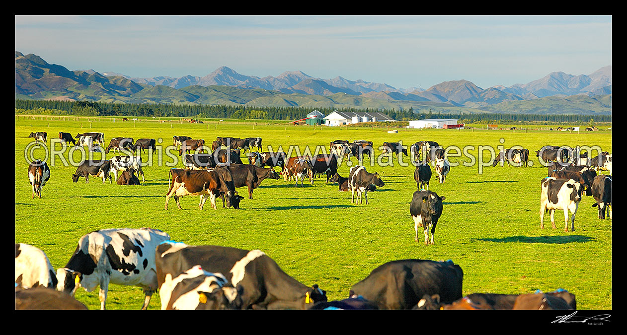 Image of Dairy cows grazing on the Amuri Plain, with milking shed beyond. Culverden and Hanmer Ranges behind. Panorama, Culverden, Hurunui District, Canterbury Region, New Zealand (NZ) stock photo image