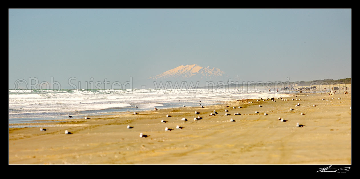 Image of Hokio Beach, Levin, with the volcanic cone of Mount Ruapehu visible in far distance, above sea gulls on beach. Panorama, Hokio Beach, Horowhenua District, Manawatu-Wanganui Region, New Zealand (NZ) stock photo image