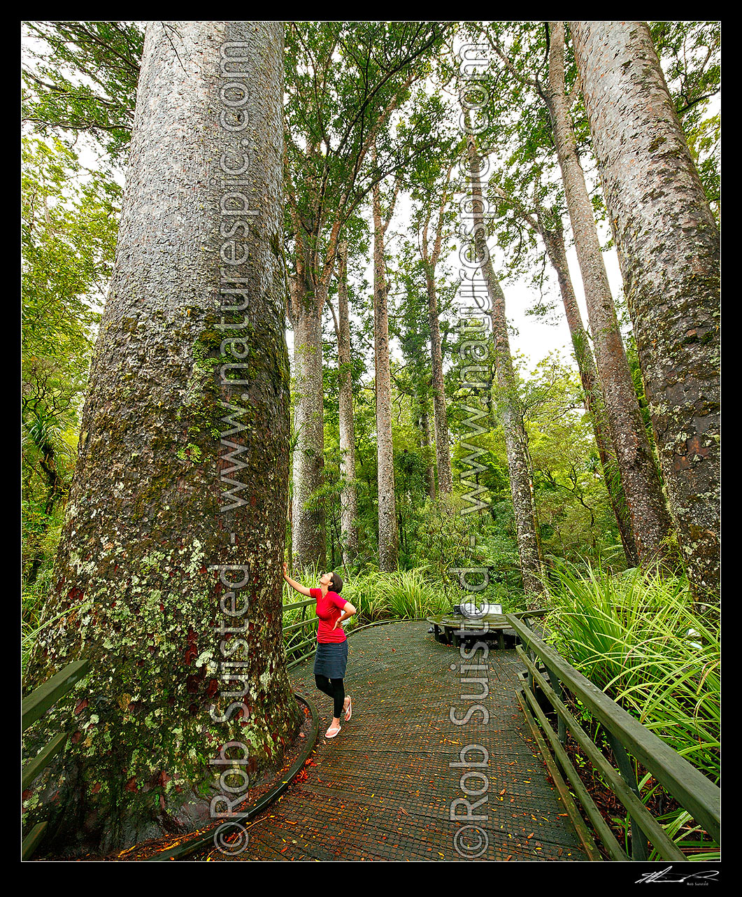 Image of Giant Kauri trees (Agathis australis) with visitor on boardwalk. Manginangina Scenic Reserve, Puketi forest. Square format, Kerikeri, Far North District, Northland Region, New Zealand (NZ) stock photo image