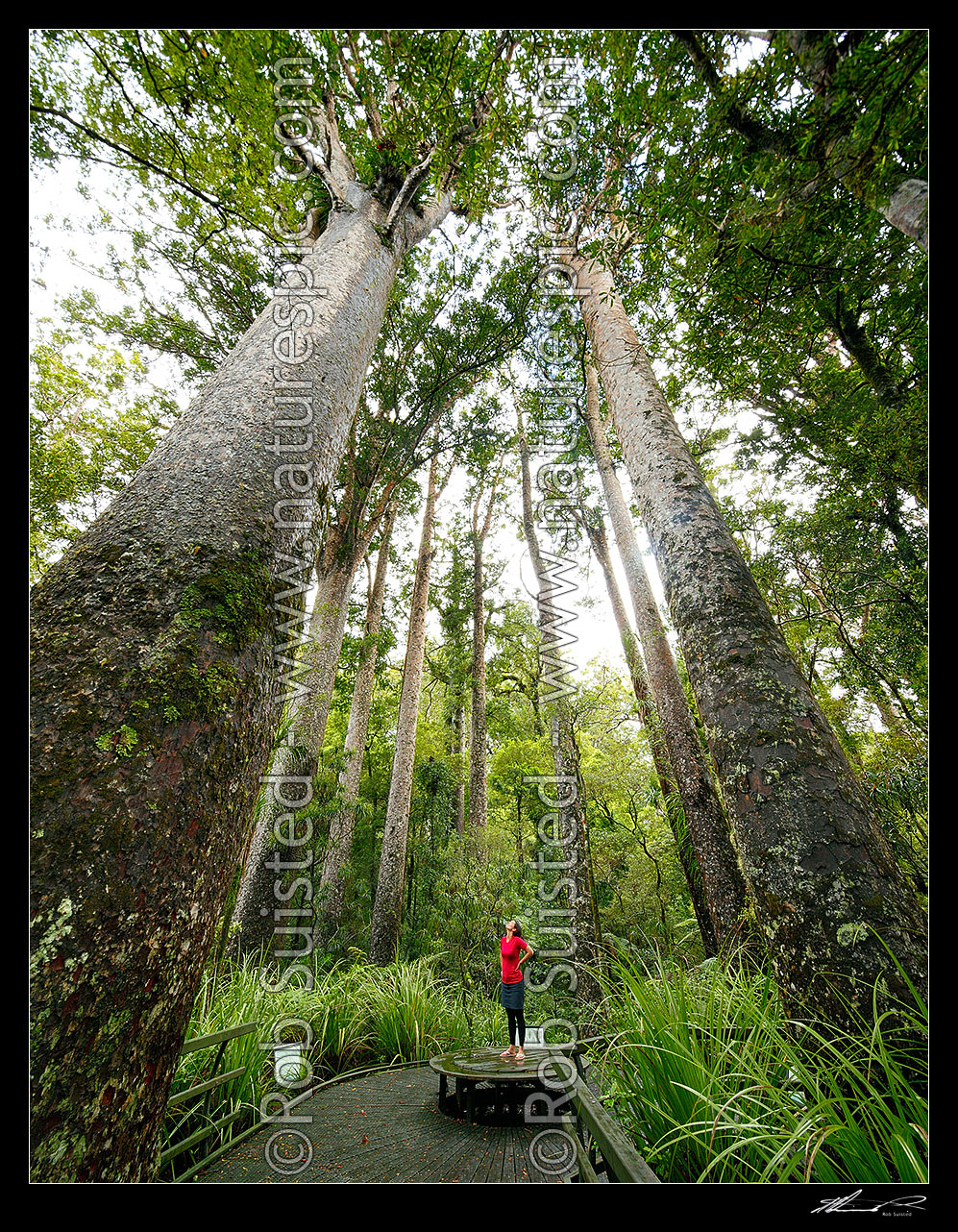 Image of Giant Kauri trees (Agathis australis) with visitor on boardwalk. Manginangina Scenic Reserve, Puketi forest. Square format, Kerikeri, Far North District, Northland Region, New Zealand (NZ) stock photo image