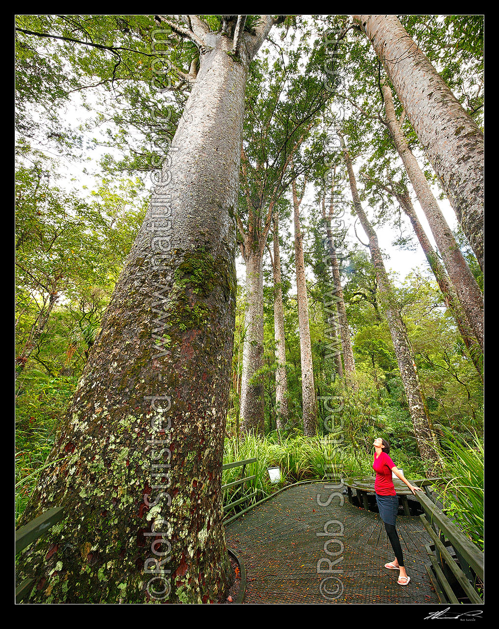 Image of Giant Kauri trees (Agathis australis) with visitor on boardwalk. Manginangina Scenic Reserve, Puketi forest. Square format, Kerikeri, Far North District, Northland Region, New Zealand (NZ) stock photo image