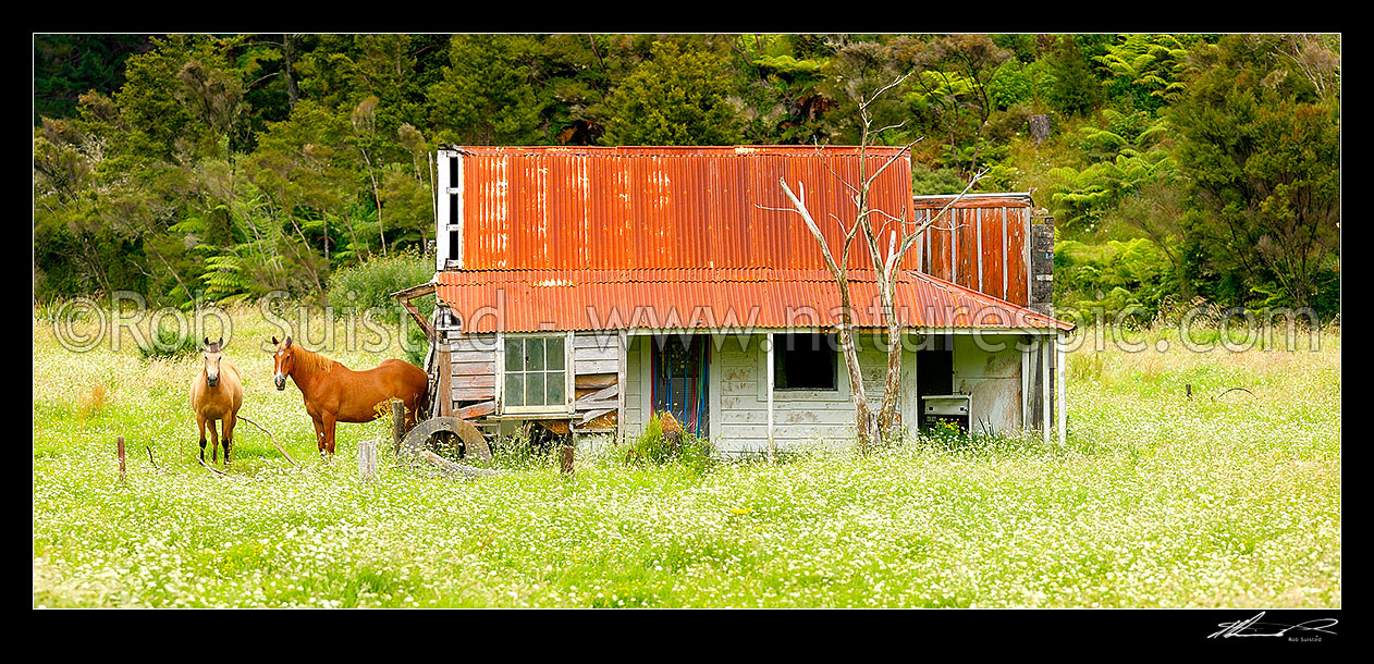 Image of Derelict old house in rural farmland, with horses. Panorama, Oruaiti, Far North District, Northland Region, New Zealand (NZ) stock photo image