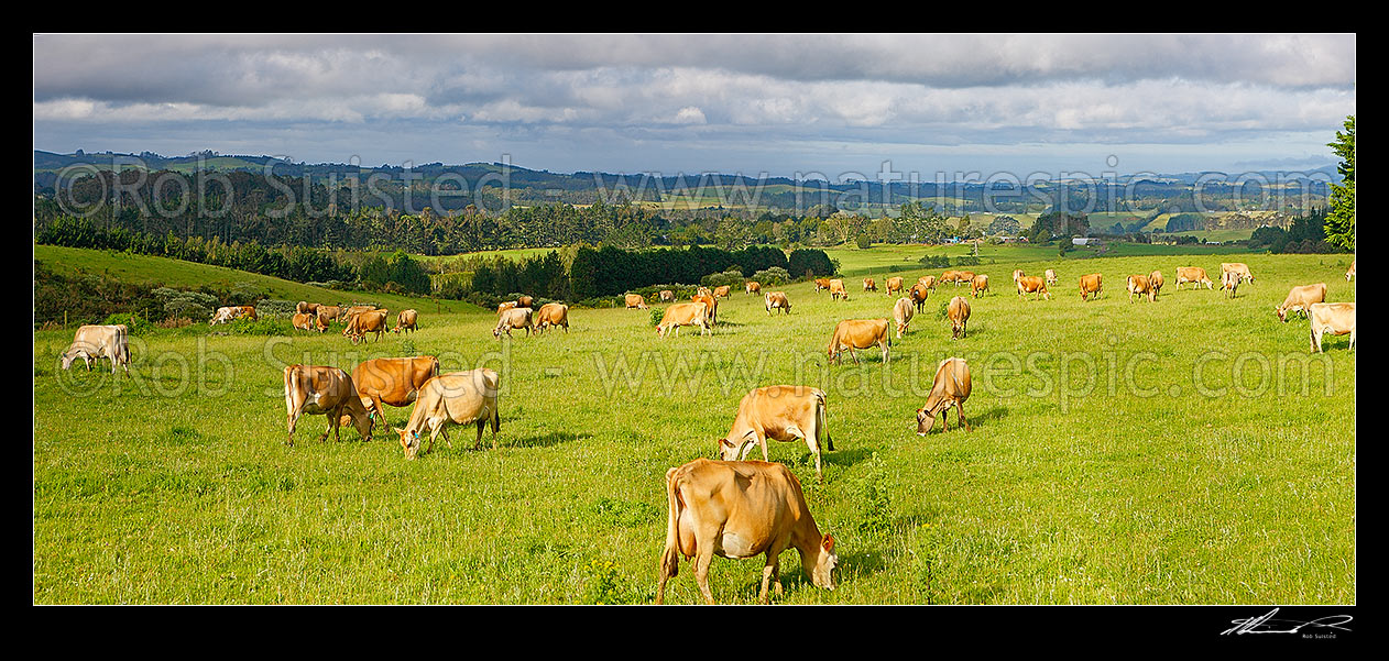 Image of Jersey dairy cows grazing. Panorama, Kerikeri, Far North District, Northland Region, New Zealand (NZ) stock photo image