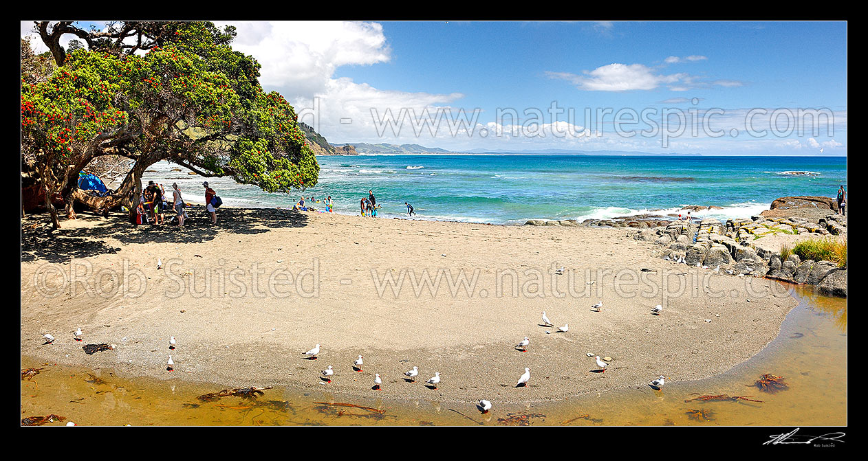 Image of Goat Island (Cape Rodney-Okakari Point) Marine Reserve and beach with summer visitors. Panorama, Leigh, Rodney District, Auckland Region, New Zealand (NZ) stock photo image