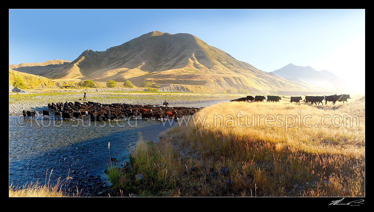 Image of Molesworth muster of steers out to Hanmer, Stockmen, horses and dogs pushing cattle across the Clarence River by Bush Gully and Bunkers Stream. Panorama, Molesworth Station, Marlborough District, Marlborough Region, New Zealand (NZ) stock photo image