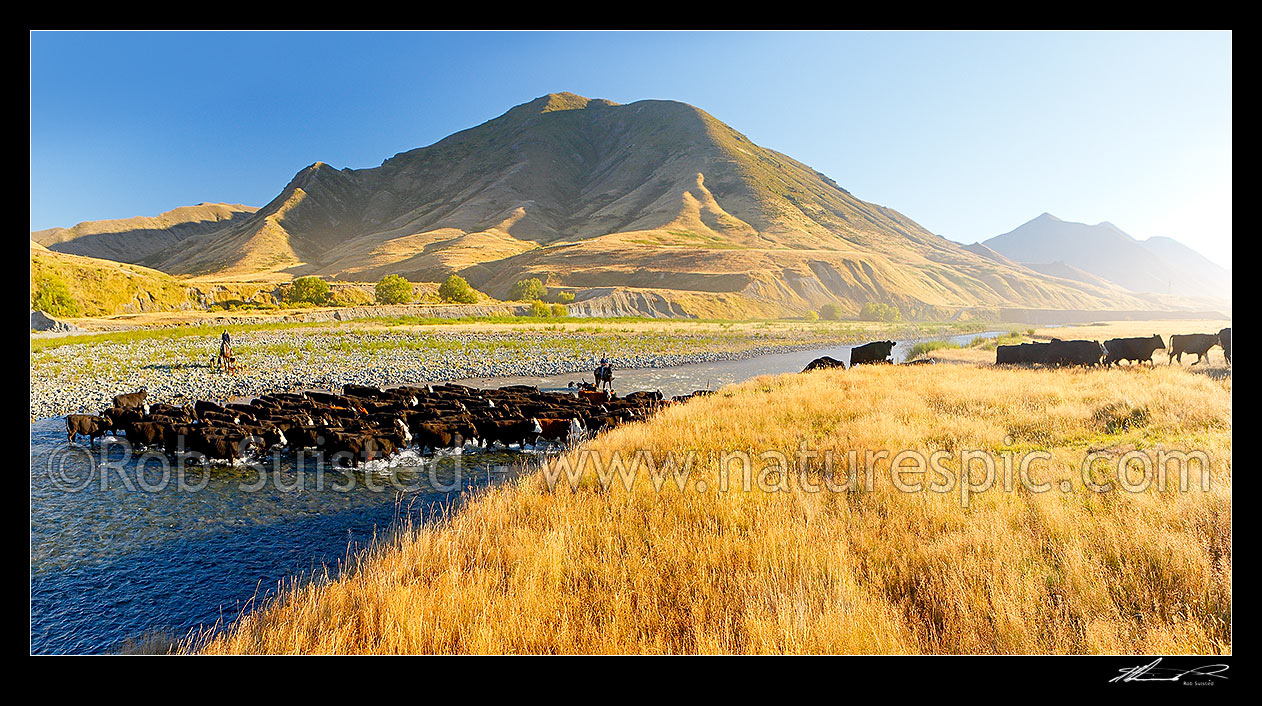 Image of Molesworth muster of steers out to Hanmer, Stockmen, horses and dogs pushing cattle across the Clarence River by Bush Gully and Bunkers Stream. Panorama, Molesworth Station, Marlborough District, Marlborough Region, New Zealand (NZ) stock photo image