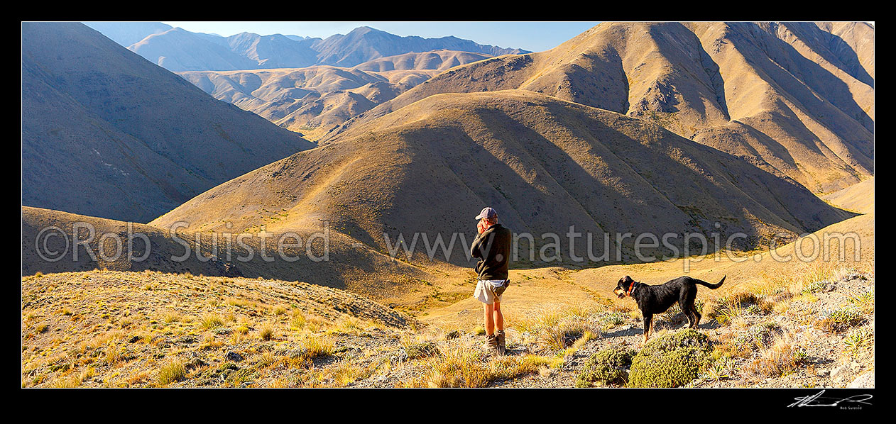 Image of Stockman James McLachlan and dogs mustering in the upper Yarra River valley during Mt Scott steer muster. Yarra Saddle and hut far centre left, Alma Saddle far right. Panorama, Molesworth Station, Marlborough District, Marlborough Region, New Zealand (NZ) stock photo image