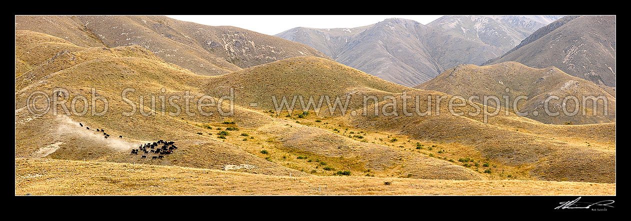 Image of Cattle moving through the dusty dry Yarra River grasslands towards Yarra Saddle during the Mt Scott steer muster. Panorama, Molesworth Station, Marlborough District, Marlborough Region, New Zealand (NZ) stock photo image