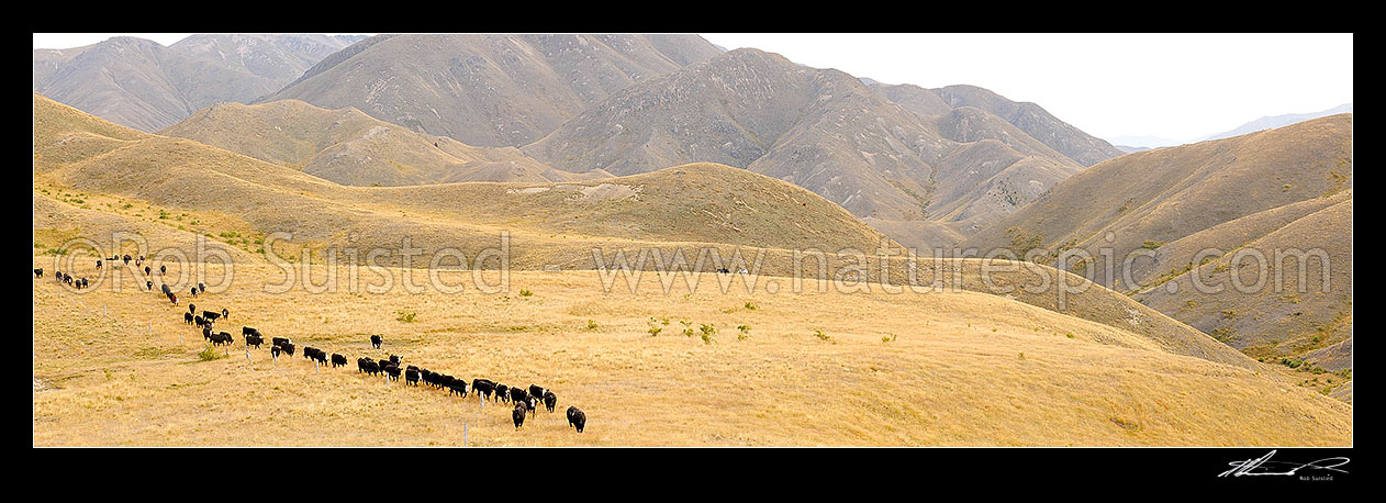 Image of Cattle being mustered by stockmen towards Yarra Saddle during the Mt Scott steer muster. Yarra River headwaters far left. Panorama, Molesworth Station, Marlborough District, Marlborough Region, New Zealand (NZ) stock photo image