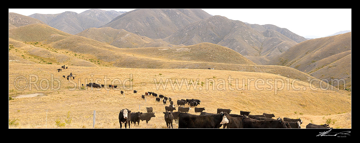 Image of Cattle being mustered by stockmen towards Yarra Saddle during the Mt Scott steer muster. Yarra River headwaters far left. Panorama, Molesworth Station, Marlborough District, Marlborough Region, New Zealand (NZ) stock photo image