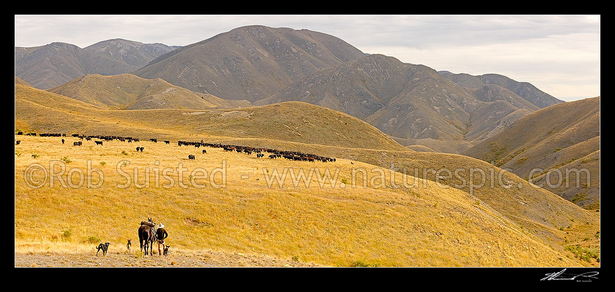 Image of Cattle being mustered by stockmen towards Yarra Saddle and the Five Mile during the Mt Scott steer muster. Yarra River headwaters left. James McLachlan foreground. Panorama, Molesworth Station, Marlborough District, Marlborough Region, New Zealand (NZ) stock photo image