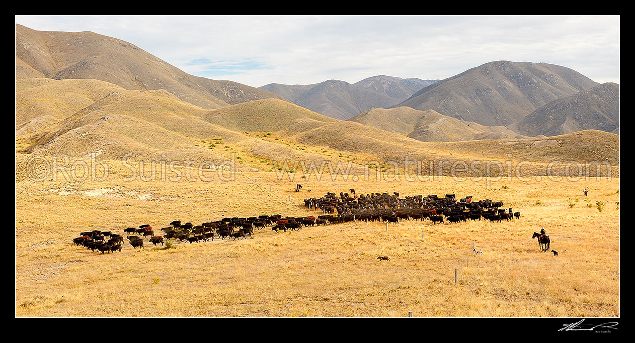 Image of Cattle being led from the Yarra River over the Yarra Saddle into the Five Mile, during Mt Scott steer muster. Panorama, Molesworth Station, Marlborough District, Marlborough Region, New Zealand (NZ) stock photo image