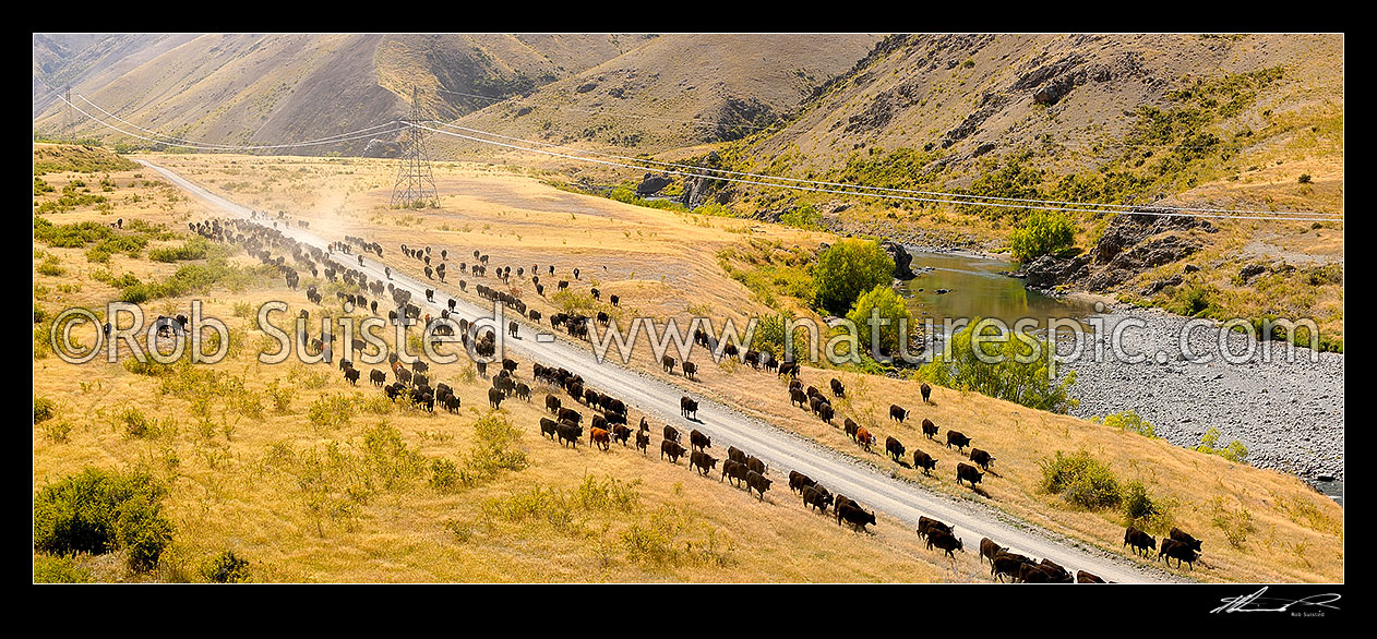 Image of Stockmen mustering cattle down the Acheron River valley and along the Molesworth to Hanmer Springs road, pushing steers from the Yarra and Five Mile to Bush Gully. Panorama, Molesworth Station, Marlborough District, Marlborough Region, New Zealand (NZ) stock photo image