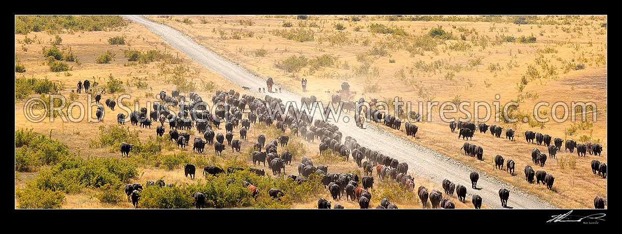 Image of Stockmen mustering cattle down the Acheron valley along the Molesworth to Hanmer Springs road, pushing steers from the Yarra and Five Mile to Bush Gully. Panorama, Molesworth Station, Marlborough District, Marlborough Region, New Zealand (NZ) stock photo image