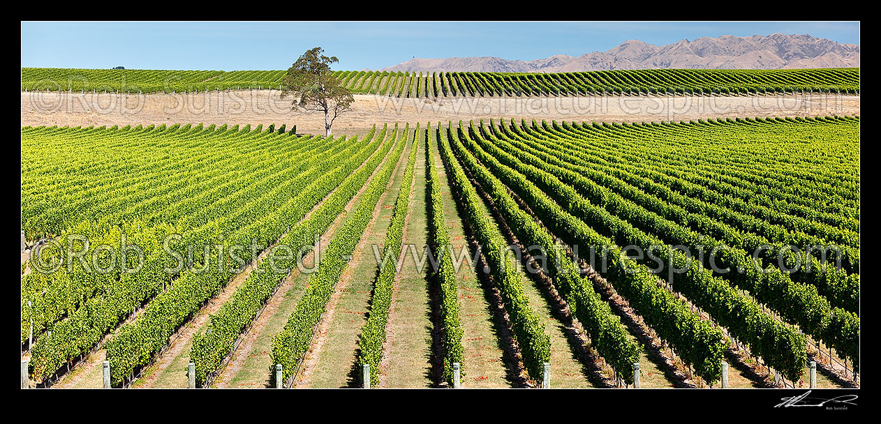 Image of Vineyards and rows of grapes growing in the Awatere River Valley. Haldon Hills behind. Panorama, Seddon, Marlborough District, Marlborough Region, New Zealand (NZ) stock photo image