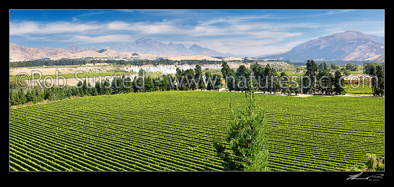 Image of Grape vineyards in the Awatere River Valley, with Inland Kaikoura Ranges and Mount Tapuae-o-uenuku (2885m) left, Black Birch Range right, Seddon, Marlborough District, Marlborough Region, New Zealand (NZ) stock photo image