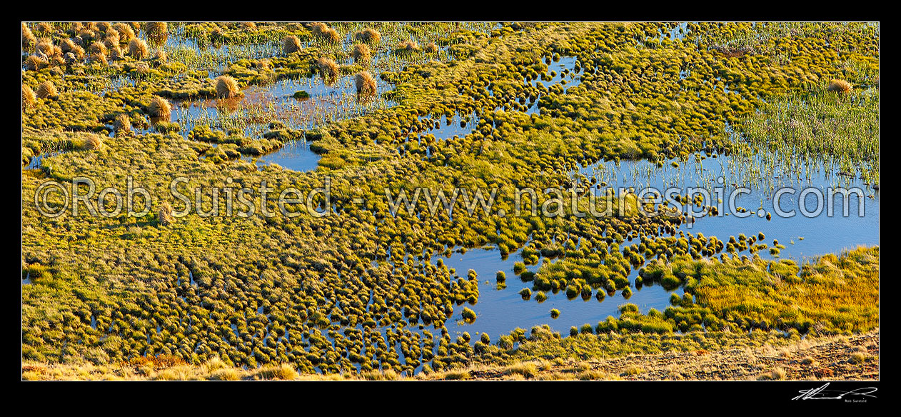 Image of Lake Sedgemere wetland edge at Tarndale, with native tussocks, sedges, rushes and grasses. Panorama, Molesworth Station, Marlborough District, Marlborough Region, New Zealand (NZ) stock photo image