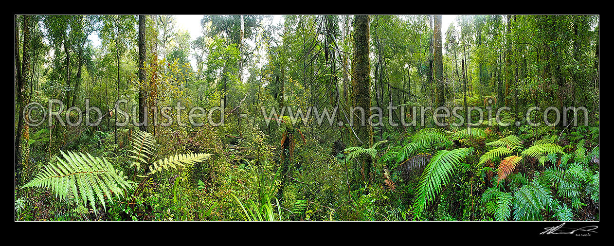 Image of Native rainforest interior with tree ferns and rimu trees. Panorama, Hokitika, Westland District, West Coast Region, New Zealand (NZ) stock photo image