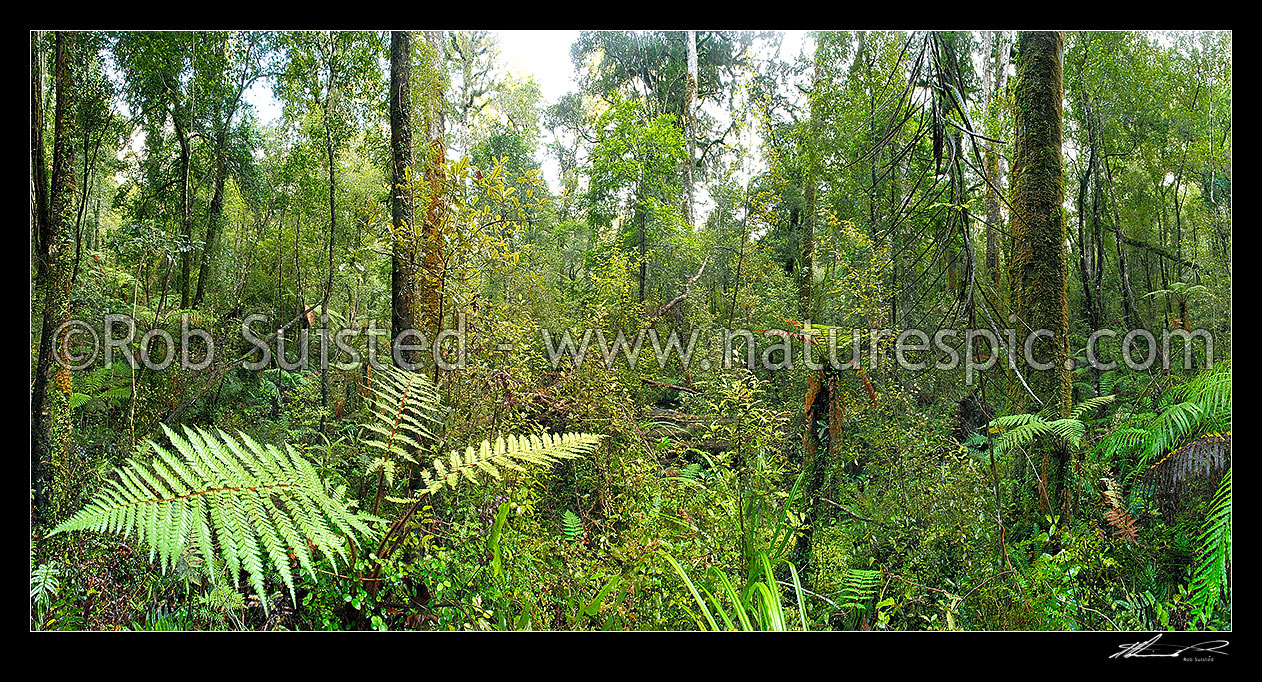 Image of Native rainforest interior with tree ferns and rimu trees. Panorama, Hokitika, Westland District, West Coast Region, New Zealand (NZ) stock photo image