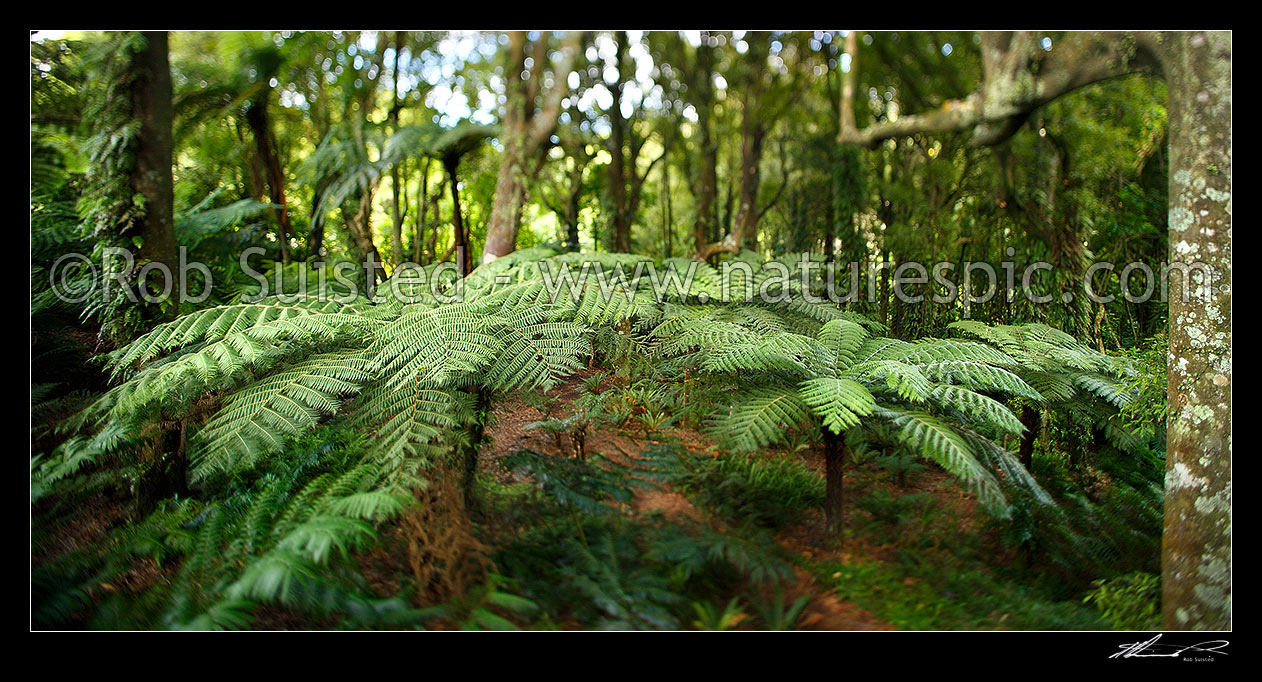 Image of Inside NZ forest bush with tree ferns (Cyathea smithii) and Tawa tree (Beilschmiedia tawa). Panorama with shifted focus giving a dreamy look, Wellington, New Zealand (NZ) stock photo image