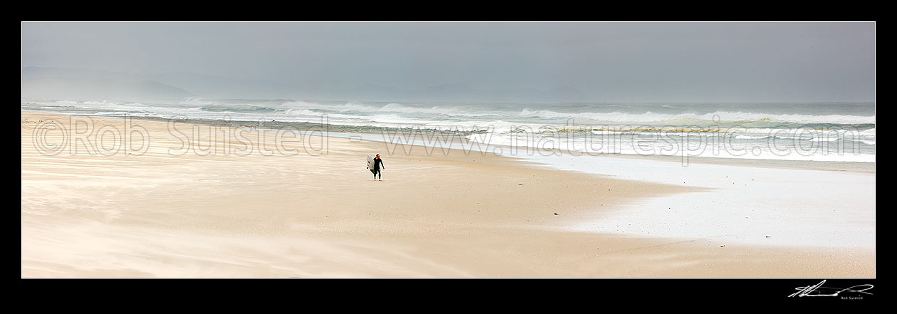 Image of Lone surfer carrying surfboard on Pakiri Beach during a good ocean swell and surf. Wide panorama, Pakiri Beach, Rodney District, Auckland Region, New Zealand (NZ) stock photo image