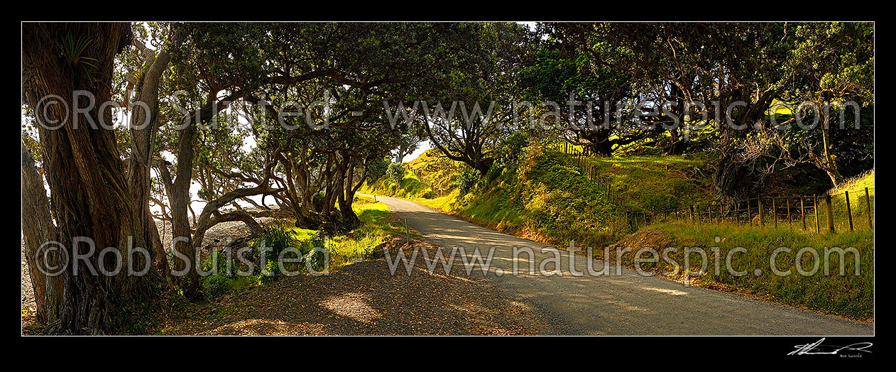 Image of Coromandel coastal road passing under Pohutukawa tree canopy and farmland, Port Jackson Road. Panorama,  Colville, Thames-Coromandel District, Waikato Region, New Zealand (NZ) stock photo image