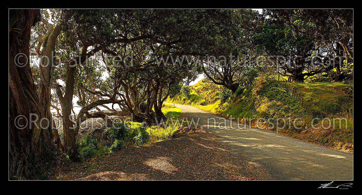 Image of Coromandel coastal road passing under Pohutukawa tree canopy and farmland, Port Jackson Road. Panorama,  Colville, Thames-Coromandel District, Waikato Region, New Zealand (NZ) stock photo image