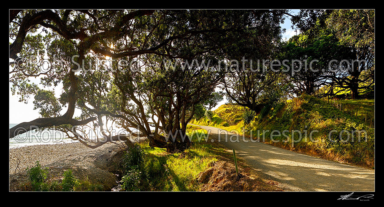 Image of Coromandel coastal road passing under Pohutukawa tree canopy and farmland, Port Jackson Road. Panorama,  Colville, Thames-Coromandel District, Waikato Region, New Zealand (NZ) stock photo image