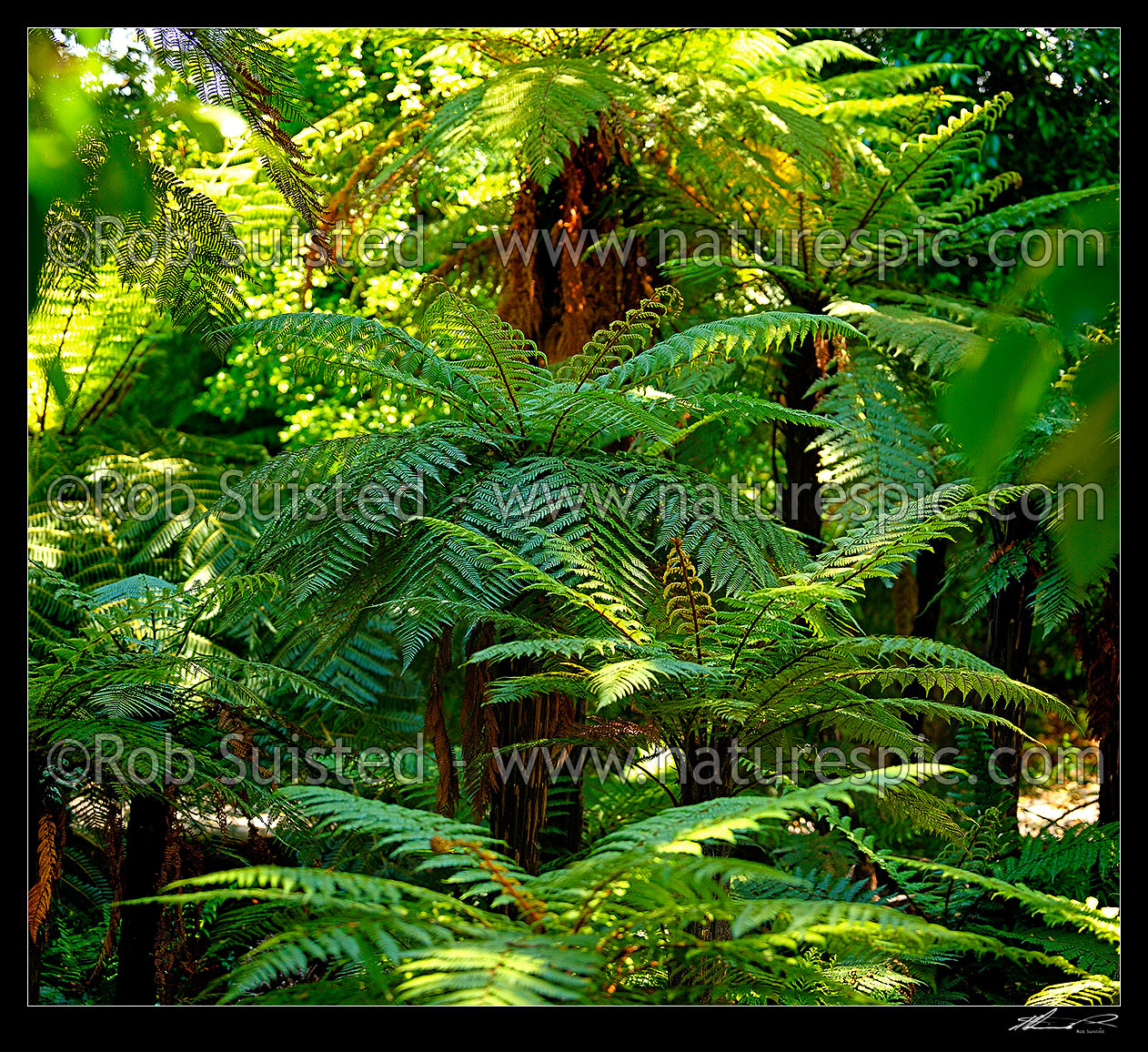 Image of Tree ferns, New Zealand native rough tree ferns (Dicksonia squarrosa), Wheki in native forest. Square format, New Zealand (NZ) stock photo image